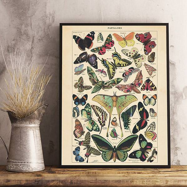 Póster vintage de mariposa