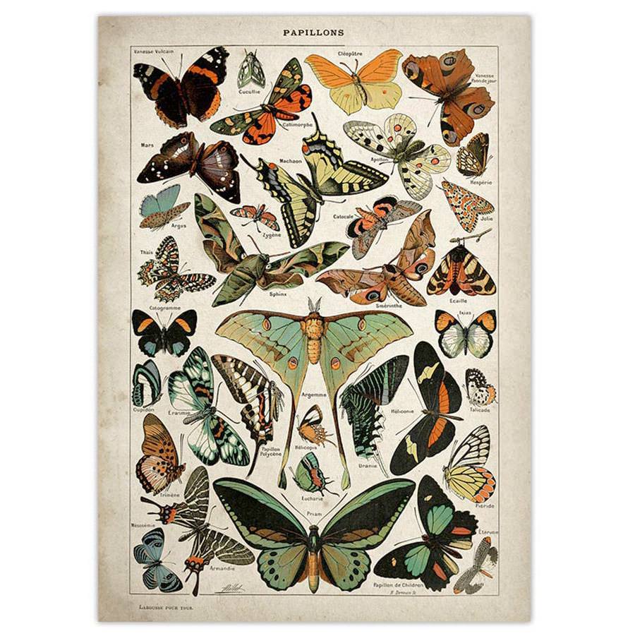 Póster vintage de mariposa