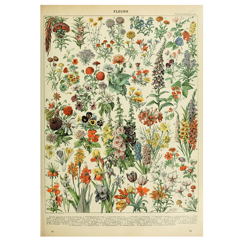 Fleurs Vintage Poster